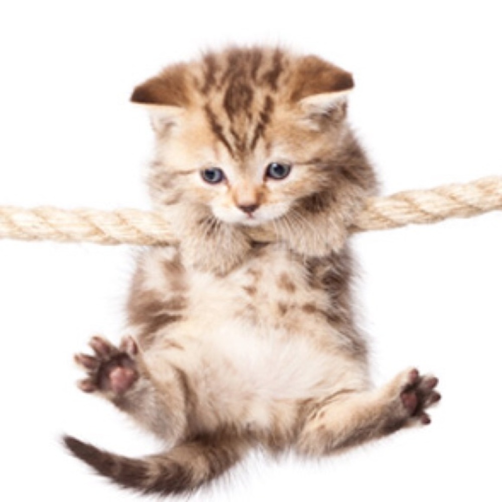 Meet your Posher, Fanny